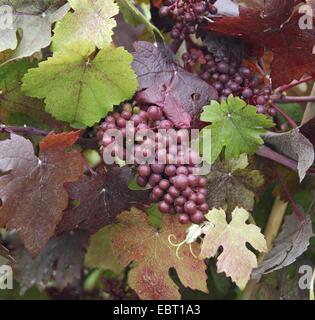 Rebe, Weinrebe (Vitis Vinifera 'Purpurea', Vitis Vinifera Purpurea), Sorte Purpurea, Deutschland Stockfoto