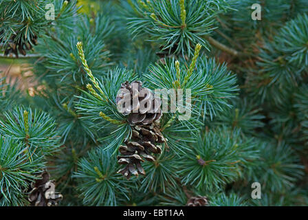 Japanische Weymouths-Kiefer (Pinus Parviflora 'Negishi', Pinus Parviflora Negishi), Sorte Negishi, Zweig mit Zapfen Stockfoto