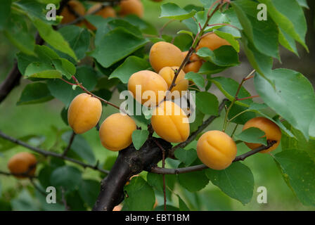 Aprikosenbaum (Prunus Armeniaca "Goldrich', Prunus Armeniaca Goldrich), Sorte Goldrich, Aprikosen auf einem Baum Stockfoto