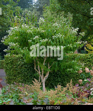 Sieben Söhne Pflanze (Heptacodium Miconioides), blühen Stockfoto