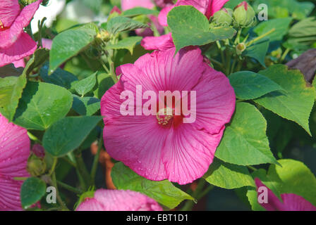 Sumpf-Eibisch, Rosen-Malve (Hibiscus Moscheutos 'Luna Blush', Hibiscus Moscheutos Luna Blush), Sorte Luna Blush, Blume Stockfoto