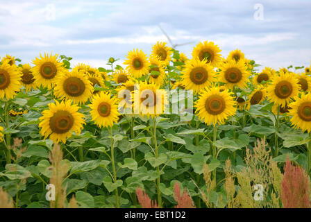 gewöhnliche Sonnenblume (Helianthus Annuus), Sonnenblumenfeld mit Windkraftanlagen in den Hintergrund, Deutschland Stockfoto