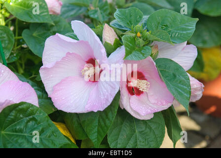 Sumpf-Eibisch, Rosen-Malve (Hibiscus Moscheutos "Luna rosa Swirl", Hibiscus Moscheutos Luna rosa Swirl), Sorte Luna rosa Swirl, Blume Stockfoto