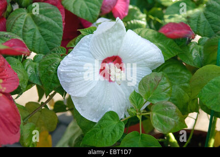 Sumpf-Eibisch, Rosen-Malve (Hibiscus Moscheutos 'Luna White', Hibiscus Moscheutos Luna White), Sorte Luna weiß, Blume Stockfoto