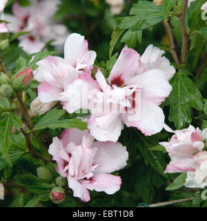 strauchige ALTHAIA, Rose von Sharon (Hibiscus Syriacus 'Lady Stanley', Hibiscus Syriacus Lady Stanley), Lady Stanley, blühende Sorte Stockfoto