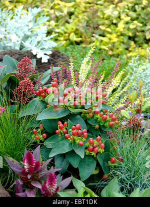 Herbstbepflanzung, Johanniskraut (Hypericum X inodorum 'Magischen roten Stern', Hypericum X inodorum magischen roten Stern, Hypericum Inodorum), Sorte magische Red Star fruitin Stockfoto