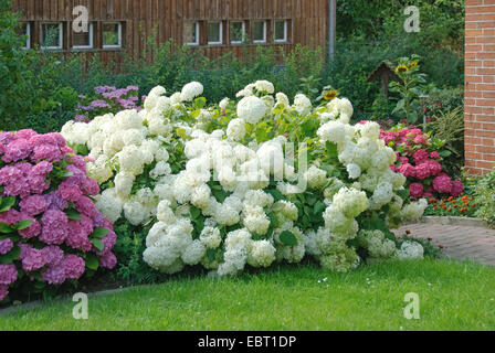 Wild Hortensie (Hydrangea Arborescens 'Annabelle', Hydrangea Arborescens Annabelle), Sorte Annabelle, zusammen mit Hydrangea macrophylla Stockfoto