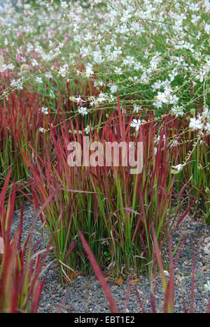 Woollygrass, japanische Blut Gras (Imperata Cylindrica 'Red Baron', Imperata Cylindrica Red Baron), Sorte Red Baron, zusammen mit Gaura Lindheimeri Stockfoto