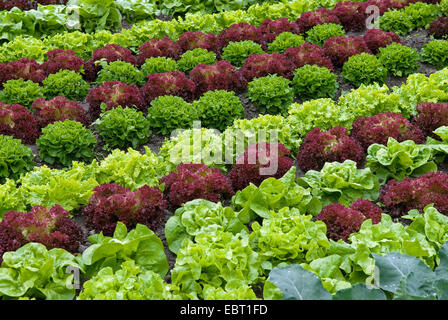 Garten Salat (Lactuca Sativa Crispa, Lactuca Sativa var. Crispa), Gemüsebeet Stockfoto