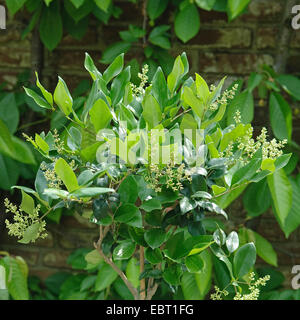 Japanischer Liguster, Wachs-Blatt Liguster (Ligustrum Japonicum 'Texanum', Ligustrum Japonicum Texanum), Sorte Texanum im Keim zu ersticken Stockfoto