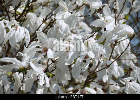 Magnolie (Magnolia 'Wada Speicher", Magnolia Wada), Sorte Wada Memory, Blumen Stockfoto