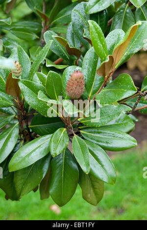 Immergrüne Magnolie, Ray Bull, Immergrüne Magnolie (Magnolia Grandiflora Galissonni re, Magnolia Grandiflora 'Galissonni re'), Galissonni re, Sorte mit Früchten Stockfoto