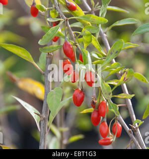 Chinesische Wolfsbeere, gemeinsame Matrimony Vine, Goji (Lycium Barbarum 'Sweet Lifeberry', Lycium Barbarum Sweet Lifeberry), Sweet Lifeberry, Sorte mit Früchten Stockfoto