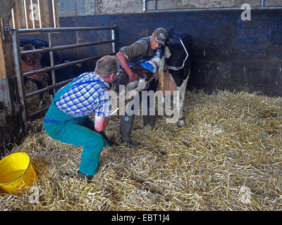 Hausrind (Bos Primigenius F. Taurus), zwei Männer helfen bei der Geburt eines Kalbes, Deutschland Stockfoto