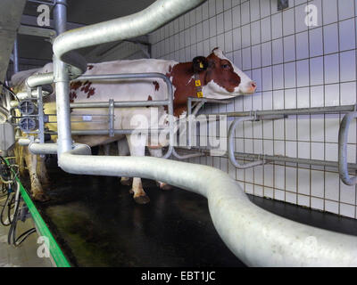 Hausrind (Bos Primigenius F. Taurus), Kuh in einem modernen Melkstand, Deutschland Stockfoto