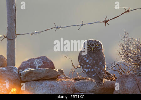 Steinkauz (Athene Noctua), Eule sitzt auf einer Steinmauer in der Abend, Griechenland, Lesbos Stockfoto
