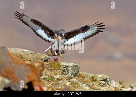 Schakal Bussard, Augur Mäusebussard (Buteo Rufofuscus), Landung auf einem Felsen, South Africa, Kwazulu-Natal, Giants Castle Stockfoto