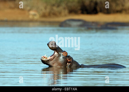 Nilpferd, Nilpferd, gemeinsame Flusspferd (Hippopotamus Amphibius), Blick aus dem Wasser eines Sees, Gähnen, Südafrika, den Krüger Nationalpark Stockfoto