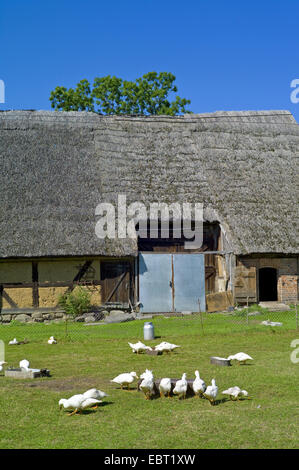 heimischen Gänse (Anser Anser F. Domestica), Alter Bauernhof mit gratis-reichten Gänse, Gnitz, Usedom, Mecklenburg-Vorpommern, Deutschland Stockfoto