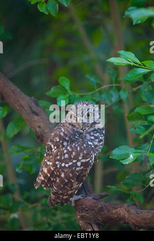 Kanincheneule (Athene Cunicularia), auf einem Ast, Homosassa Springs, Homosassa Springs Wildlife State Park, Florida, USA Stockfoto