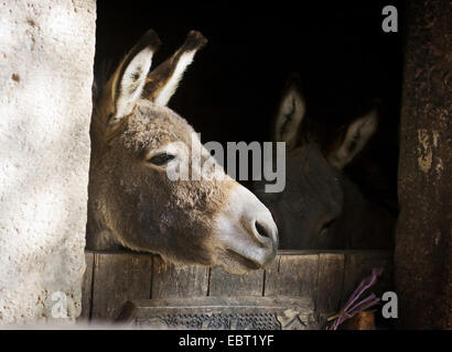 Inländische Esel (Equus Asinus Asinus), zwei Esel schaut ihr Scheunentor, Deutschland, Baden-Württemberg Stockfoto