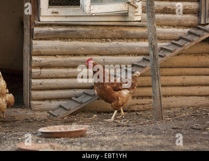 Hausgeflügel (Gallus Gallus F. Domestica), braune Henne zu Fuß vor einer Hühnerleiter, Deutschland, Baden-Württemberg Stockfoto