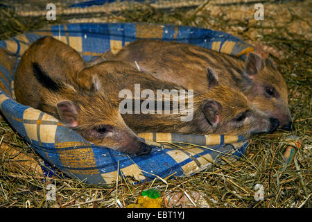 Wildschwein, Schwein, Wildschwein (Sus Scrofa), drei Shoats liegen müde in einem Hundekorb, Deutschland Stockfoto