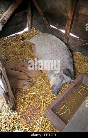 Wolligen Schwein (Sus Scrofa F. Domestica), Sau und Ferkel im Stall schlafen Stockfoto