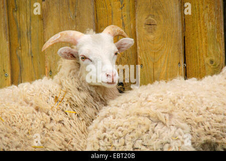 Skudde Schafe (Ovis Ammon F. Aries), junge männliche, vom Aussterben bedrohte Rasse, Deutschland, Brandenburg Stockfoto