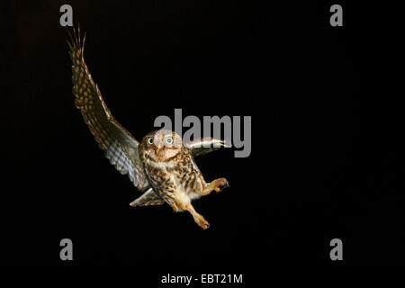 Steinkauz (Athene Noctua), nähert sich Zucht Höhle, Germany, North Rhine-Westphalia, Langenberg Stockfoto