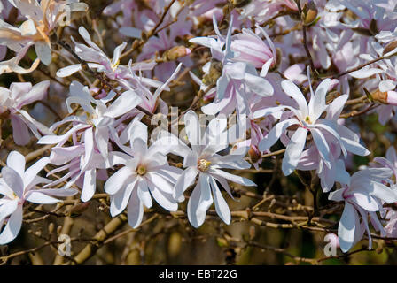 Stern-Magnolie (Magnolia Stellata 'Rosea', Magnolia Stellata Rosea), Sorte Rosea, Blüte Stockfoto