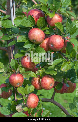 Apfelbaum (Malus Domestica 'Altlaender Pfannkuchenapfel', Malus Domestica Altlaender Pfannkuchenapfel), Sorte Altlaender Pfannkuchenapfel, Äpfel auf dem Baum Stockfoto