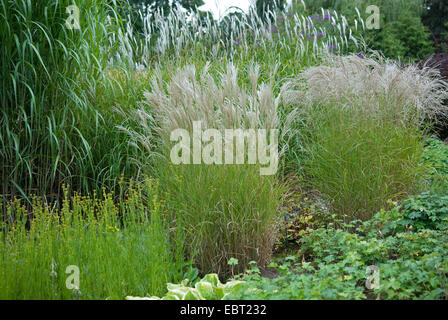 Chinesische Silber Rasen, Zebra Rasen, Tigergras (Miscanthus Sinensis 'Ferner Osten', Miscanthus Sinensis Ferner Osten), Sorte Ferner Osten Stockfoto