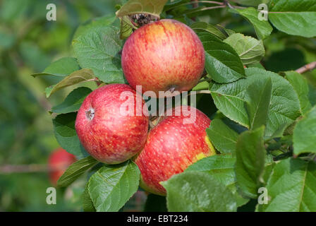 Apfelbaum (Malus Domestica 'Altlaender Pfannkuchenapfel', Malus Domestica Altlaender Pfannkuchenapfel), Sorte Altlaender Pfannkuchenapfel, Äpfel auf dem Baum Stockfoto