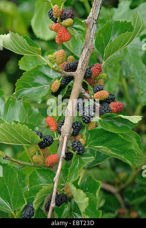 Schwarze Maulbeere, gemeinsame Maulbeerbaum (Morus Nigra 'Black Tabor', Morus Nigra schwarz Tabor), Sorte Black Tabor auf einem Ast Stockfoto