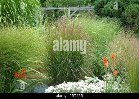 Alte Schalter Panik Grass (Panicum Virgatum 'Rotstrahlbusch', Panicum Virgatum Rotstrahlbusch), Sorte Rotstrahlbusch Stockfoto