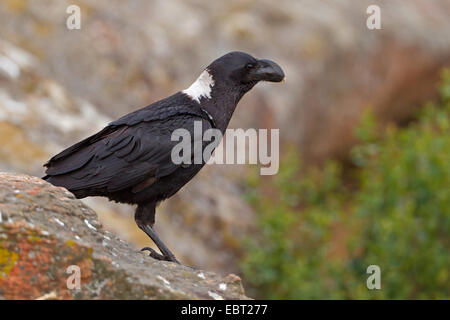 Afrikanische weiß-necked Raven, White-Himalaja-Raven (Corvus Albicollis), sitzt auf einem Stein, South Africa, KwaZulu-Natal Stockfoto