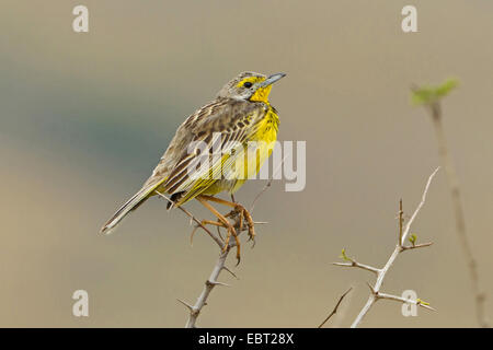 gelb-throated Longclaw (Macronyx Croceus), sitzt auf einem stacheligen Zweig, Südafrika, Hluhluwe-Umfolozi Nationalpark Stockfoto