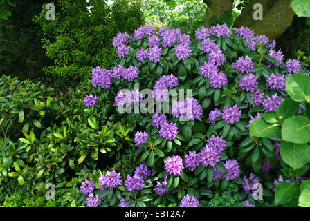 Rhododendron (Rhododendron 'Catawbiense Grandiflorum', Rhododendron Catawbiense Grandiflorum), Sorte Catawbiense Grandiflorum Stockfoto