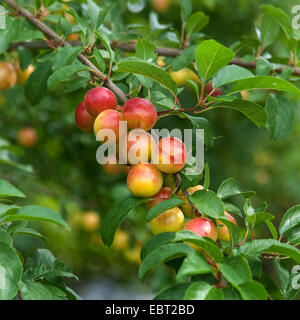 Cherry Plum, Myrobalan-Pflaume (Prunus Cerasifera), Cherry Pflaumen am Baum Stockfoto