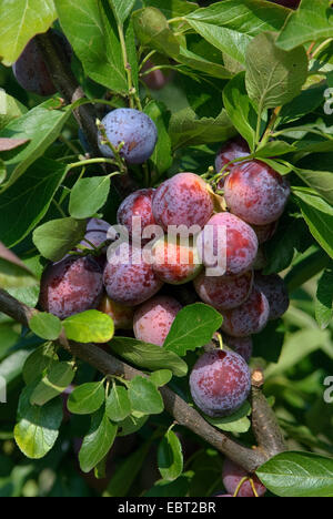 Pflaume (Prunus Domestica 'Opal', Prunus Domestica Opal), Pflaumen auf einem Baum, Sorte Opal Stockfoto