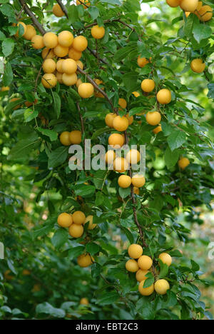 Cherry Plum, Myrobalan-Pflaume (Prunus Cerasifera), Gelbe Kirschen Pflaumen auf einem Baum Stockfoto