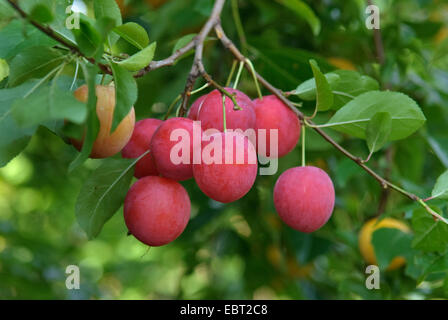 Cherry Plum, Myrobalan-Pflaume (Prunus Cerasifera), Cherry Pflaumen am Baum Stockfoto