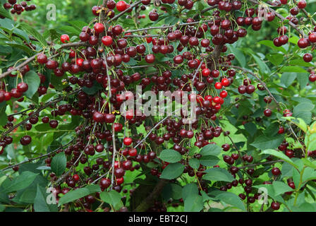 Zwerg-Kirsche, Morello Kirsche, Sauerkirsche (Prunus Cerasus ' Schattenmorelle, Prunus Cerasus Schattenmorelle), Sorte Schattenmorelle Stockfoto