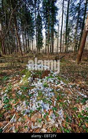 nördlichen Habicht (Accipiter Gentilis), zupfen Ort, Federn einer Taube, Deutschland, NRW Stockfoto