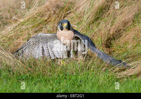 nördlichen Habicht (Accipiter Gentilis), sitzen auf dem Boden mit Flügel ausgestreckt, Deutschland Stockfoto
