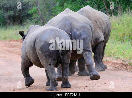 Breitmaulnashorn, Quadrat-lippige Rhinoceros, Rasen Rhinoceros (Ceratotherium Simum), drei weiße Nashörner von hinten, Südafrika Stockfoto