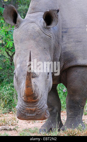 Breitmaulnashorn, Quadrat-lippige Rhinoceros, Rasen Rhinoceros (Ceratotherium Simum), Porträt, Südafrika Stockfoto