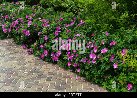 Rugosa Rose, japanische rose (Rosa Rugosa), rosa Hecke Stockfoto