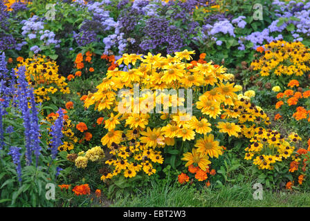 Black-Eyed Susan, behaarte Sonnenhut gelb Daisy (Rudbeckia Hirta), blühen im Blumenbeet Stockfoto